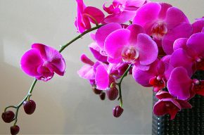 фиолетовые орхидеи