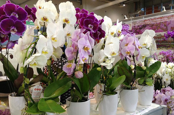 орхидеи в белых вазах