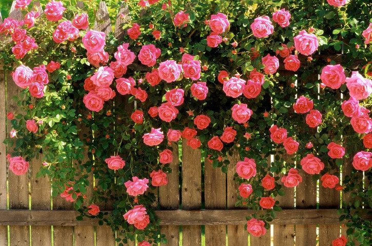 розы на заборе