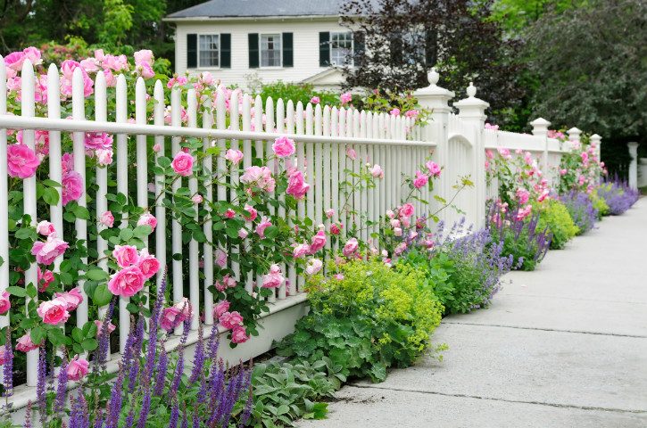 забор на даче в розовых цветах