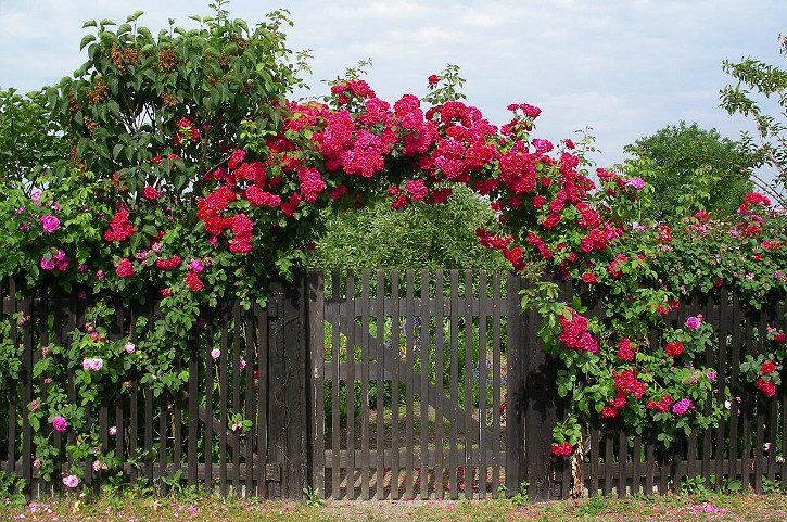 арка из плетистой розы